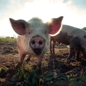 Moderner Schweinemaststall im Raum Wardenburg zu verkaufen!